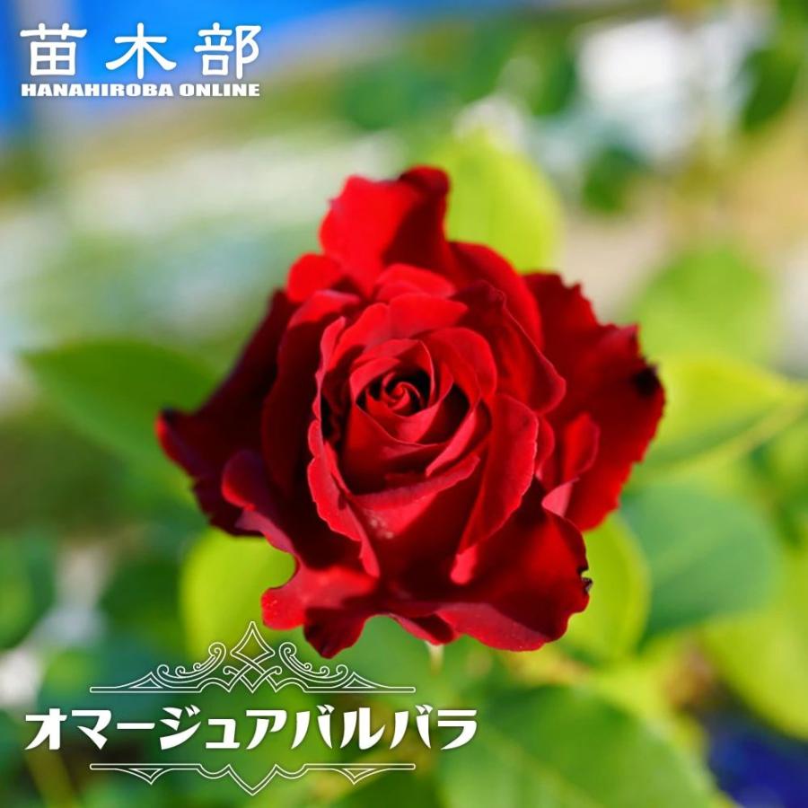 四季咲きバラ苗 オマージュアバルバラ2年生大苗 6号ポット 爆買いweek