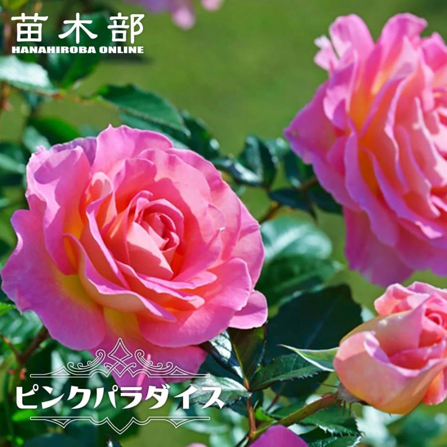 バラ 大苗 薔薇 強香品種 四季咲き強香バラ苗 ピンクパラダイス 2年生大苗 6号ポット 爆買いweek