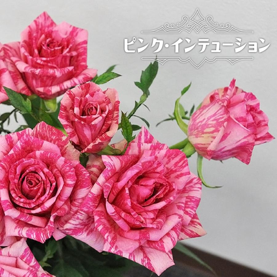 四季咲きバラ苗 ピンクインテューション 2年生大苗 登録品種・品種登録