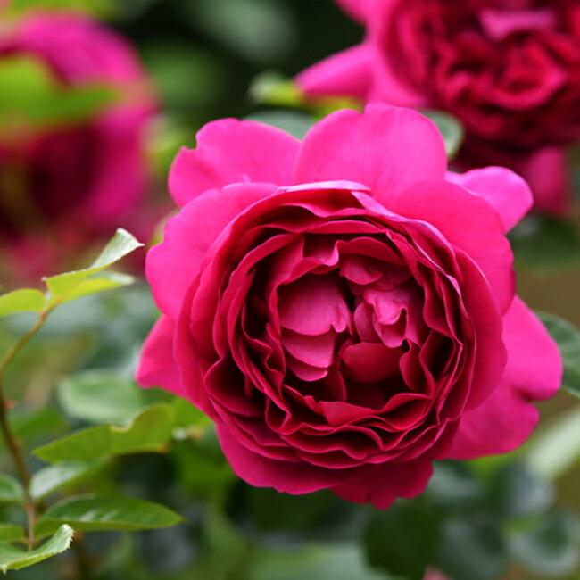 バラ苗 プラリーヌルージュ デルバール 国産苗 大苗 6号ポット 予約販売12 翌1月頃入荷予定 Rose Del Plarine Rouge 苗木部 花ひろばオンライン 通販 Yahoo ショッピング