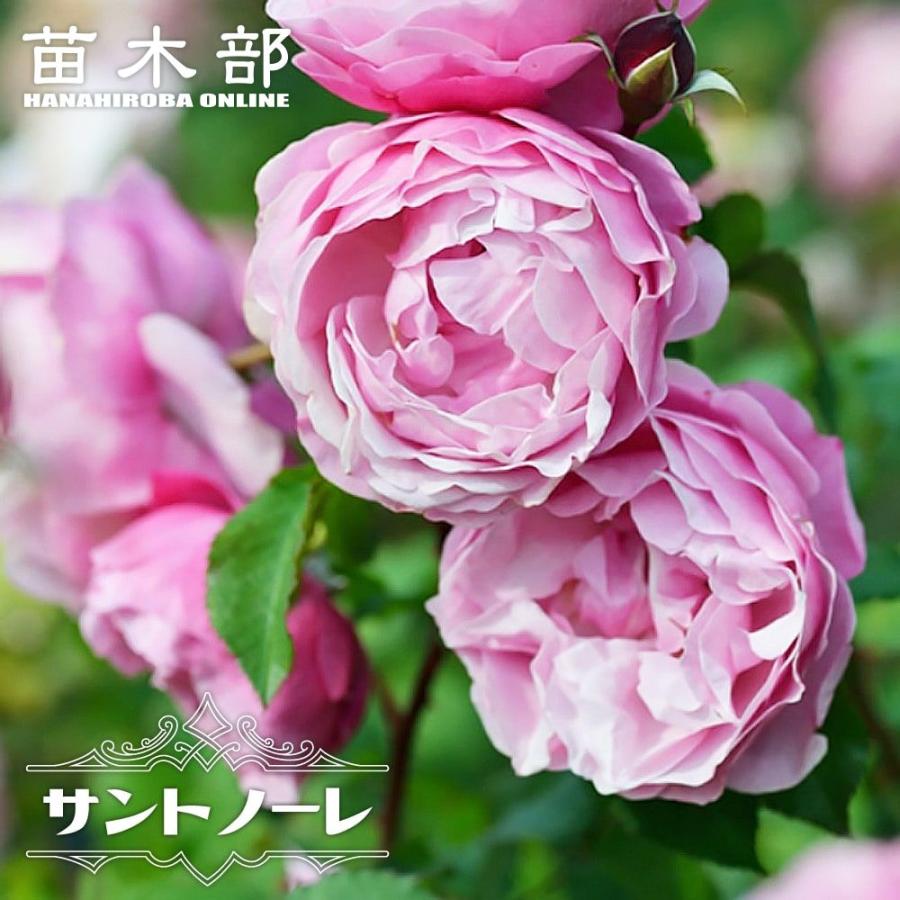 四季咲き強香バラ苗 サントノーレ 2年生大苗 6号ポット 品種登録・登録