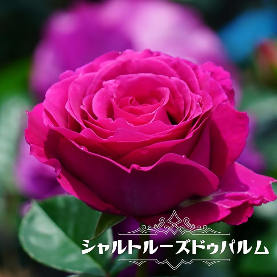 バラ苗 シャルトルーズドゥパルム 大苗 デルバール Del 四季咲き ピンク 強香 強健 バラ苗木 予約販売12 翌1月頃入荷予定 Rose Del Sharutoru Zuduparumu 2 苗木部 花ひろばオンライン 通販 Yahoo ショッピング