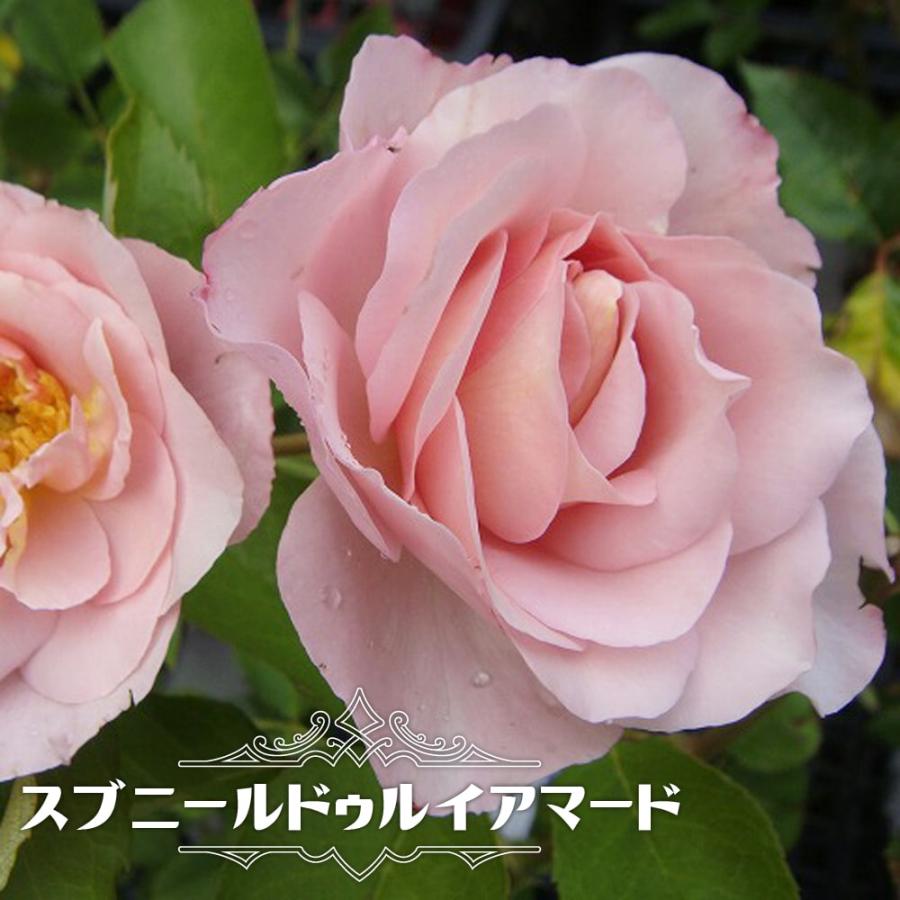 バラ苗 スブニールドゥルイアマード大苗 デルバール Del 四季咲き ピンク 強香 強健 バラ苗木 予約販売12 翌1月頃入荷予定 Rose Del Subuni Rudorui 苗木部 花ひろばオンライン 通販 Yahoo ショッピング