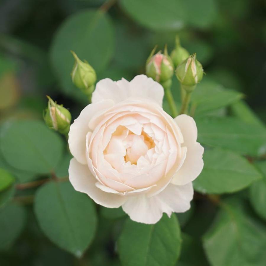 バラ苗 デスデモーナ 大輪 イングリッシュローズ 6号ポット 大苗 予約販売12 翌1月頃入荷予定 Rose Desudemo Na02 苗木部 花ひろばオンライン 通販 Yahoo ショッピング