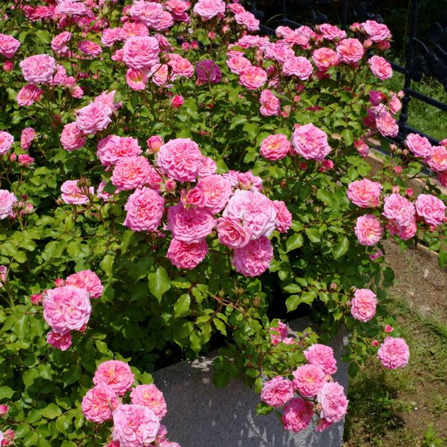 四季咲き修景バラ ドリフトローズ スウィートドリフト 4号ポット苗