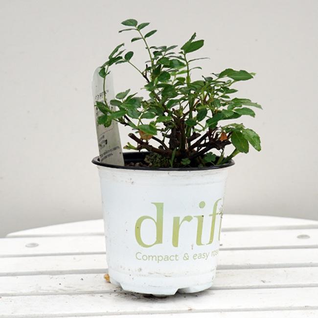 四季咲き修景バラ ドリフトローズ スウィートドリフト 4号ポット苗