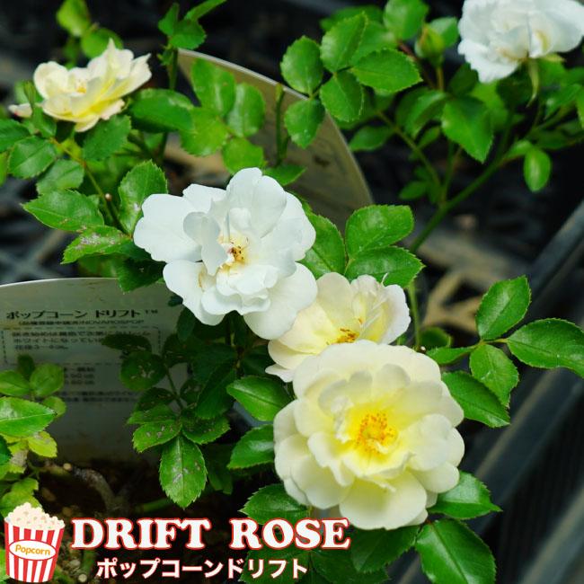 バラ苗 ドリフトローズ ポップコーンドリフト 4号ポット苗 修景バラ 四季咲き Rose Dfr 06 苗木部 花ひろばオンライン 通販 Yahoo ショッピング