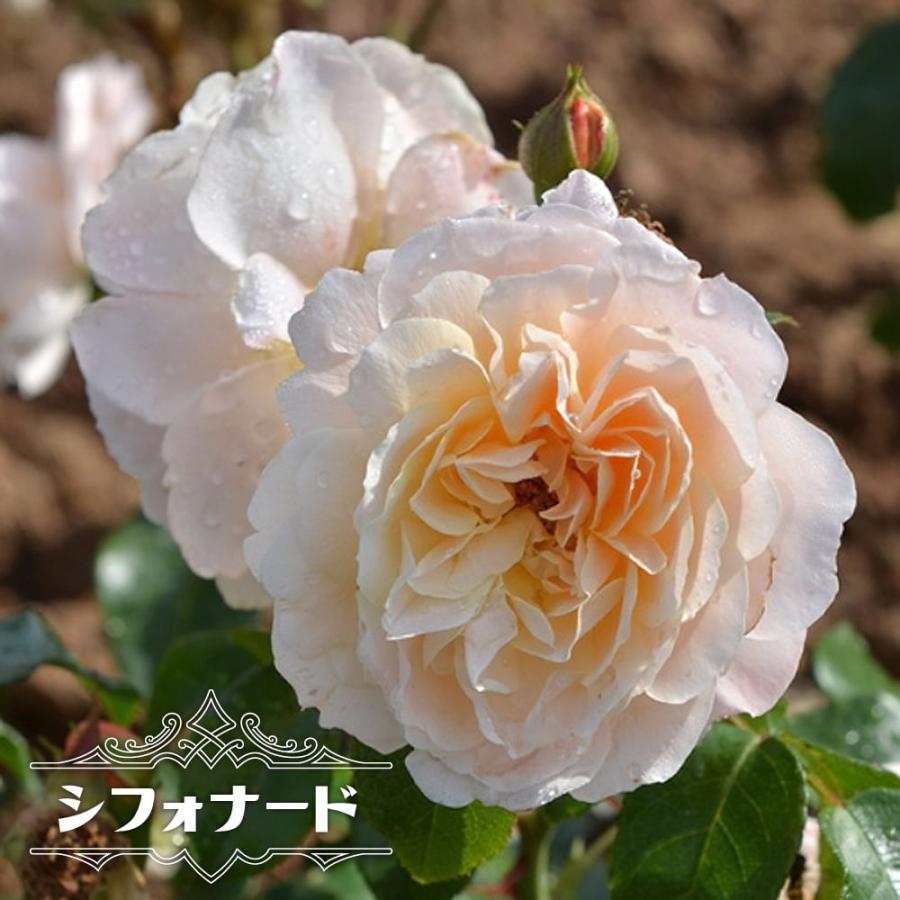 四季咲きバラ苗 シフォナード 2年生大苗 登録品種 品種登録 予約販売12月 翌年1月中に順次入荷 Rose Dor Chiffonnade 苗木部 花ひろばオンライン 通販 Yahoo ショッピング