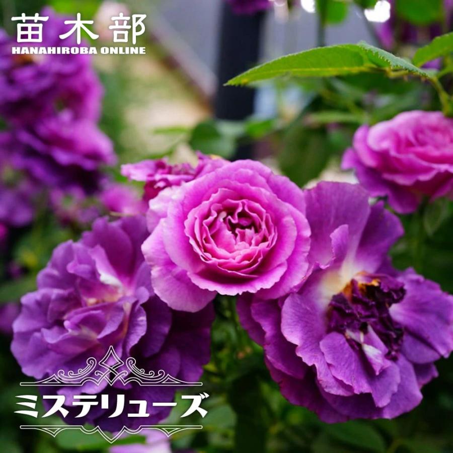 強香バラ苗 ミステリューズ 2年生大苗 6号ポット : 苗木部 花ひろば