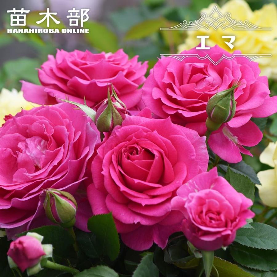 四季咲きバラ エマ 2年生接木苗 爆買いweek : 苗木部 花ひろば