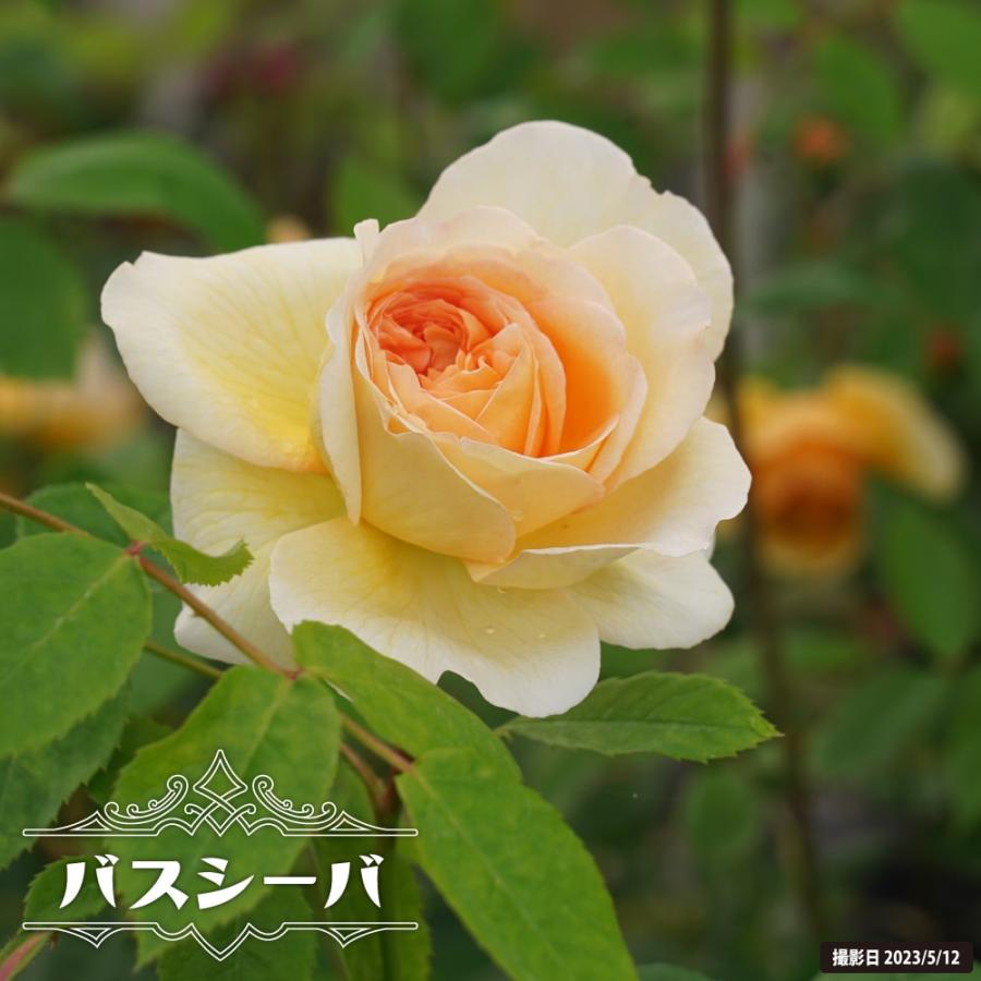フルーツ 超強香 ER苗