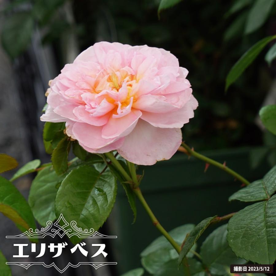 四季咲きバラ苗 エリザベス 6号ポット 2年生大苗 : 苗木部 花ひろば