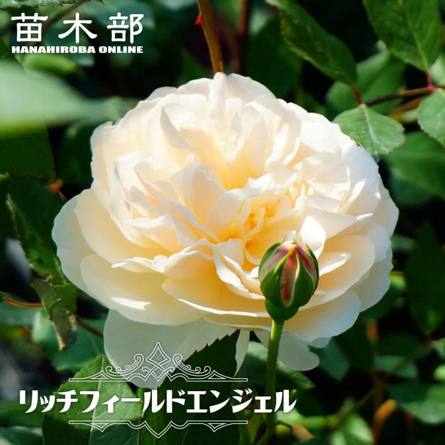 四季咲き半つるバラ苗 リッチフィールドエンジェル 2年生大苗