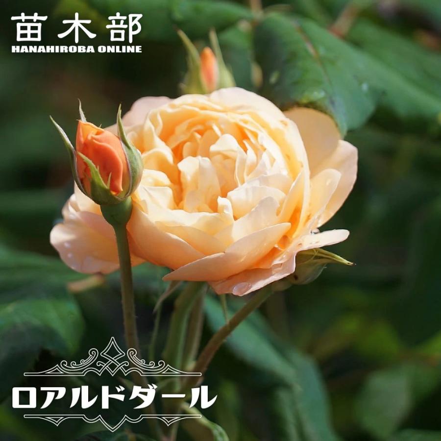 バラ苗 ロアルドダール 6号ポット 2年生大苗 登録品種・品種登録