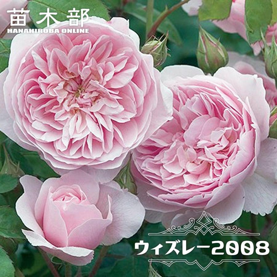 バラ　薔薇苗　オランダローズ　元気いっぱい苗 四季咲きローズ 3年目挿木苗 四季咲きバラ苗 ウィズレー2008 2年生大苗 四季咲き 登録品種・品種