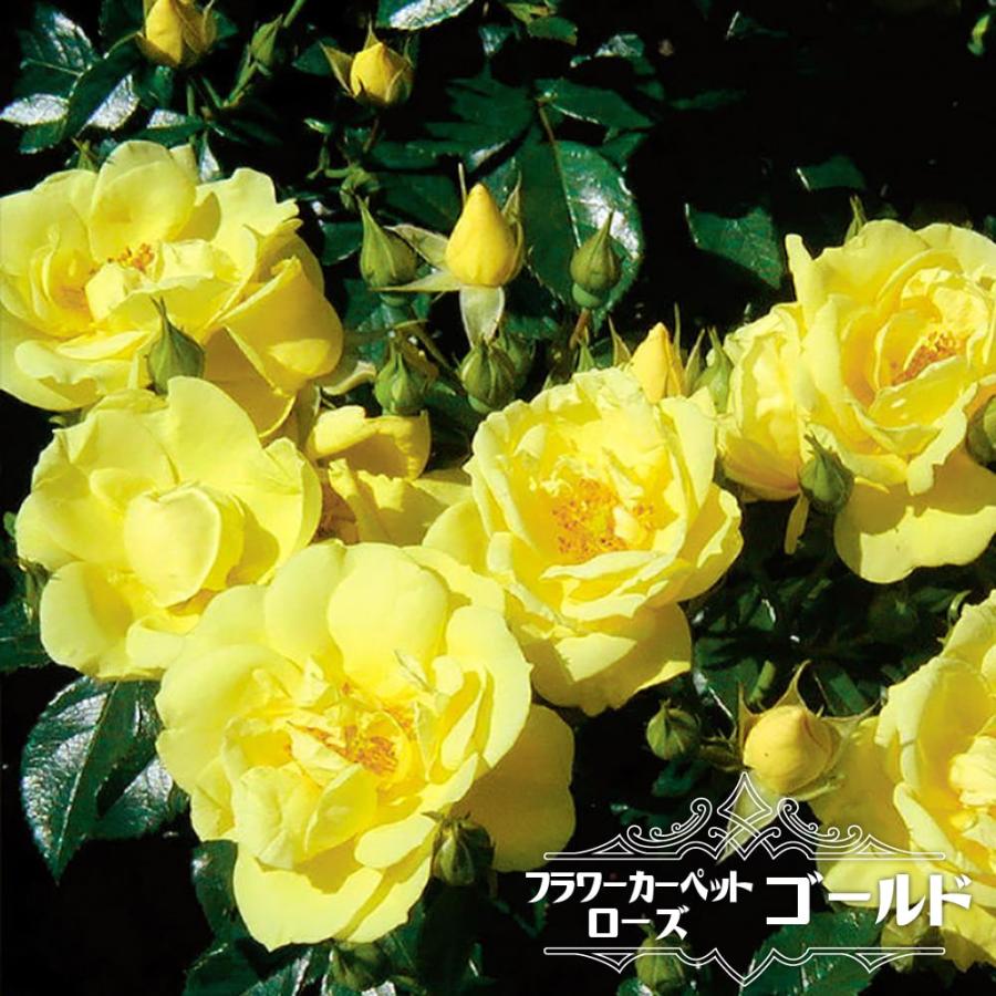 フラワーカーペットローズ ゴールド 6号ポット大苗 バラ苗 Rose Fcr Gold 6gou 苗木部 花ひろばオンライン 通販 Yahoo ショッピング