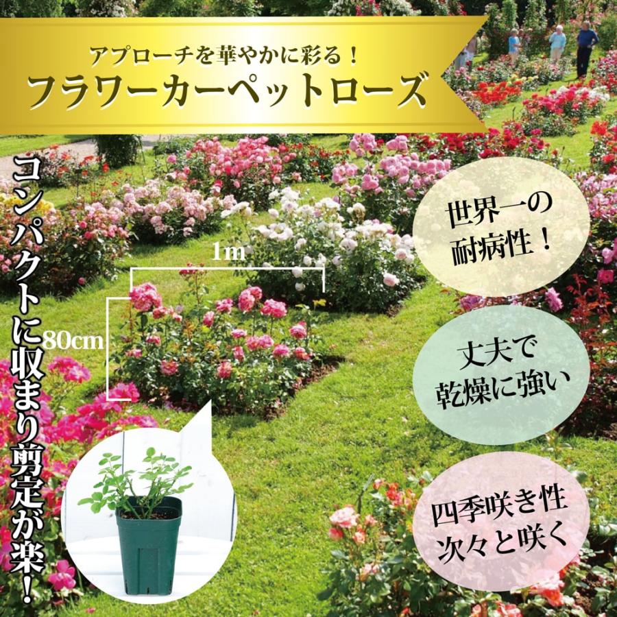 フラワーカーペットローズ ゴールド ポット苗 バラ苗 Rose Fcr Gold 苗木部 花ひろばオンライン 通販 Yahoo ショッピング