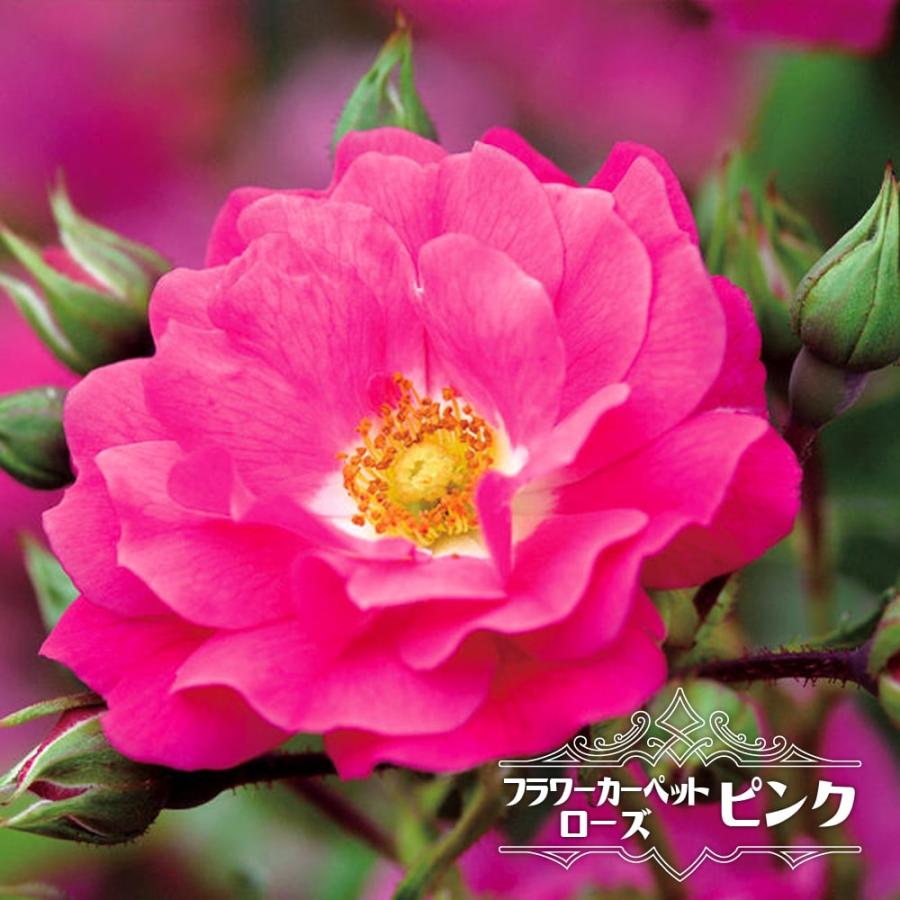 フラワーカーペットローズ ピンク ポット苗 バラ苗 : 苗木部 花ひろば
