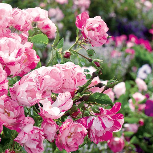 バラ苗 フラワーカーペットローズ ピンクスプラッシュ ポット苗 Rose Fcr Pinksplash 苗木部 花ひろばオンライン 通販 Yahoo ショッピング