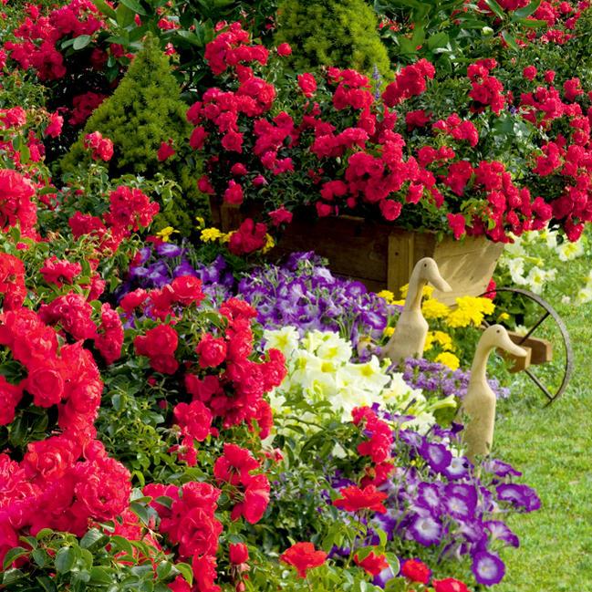 フラワーカーペットローズ スカーレット ポット苗 バラ苗 Rose Fcr Scarlet 苗木部 花ひろばオンライン 通販 Yahoo ショッピング