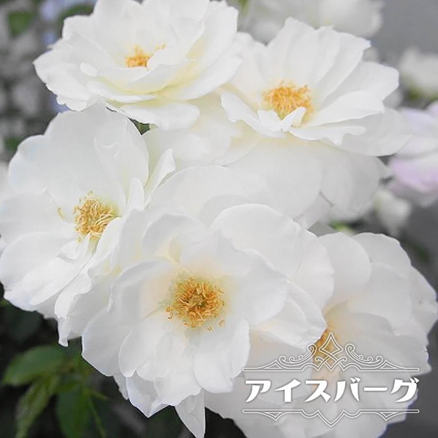 切り花品種 アイポリー 四季咲きバラ苗 挿し木苗 切り花品種 アイポリー 四季咲きバラ苗 挿し木苗