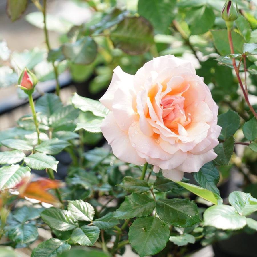 日本正規品 四季咲きバラ 緑 Www Takemetotheriver Ca