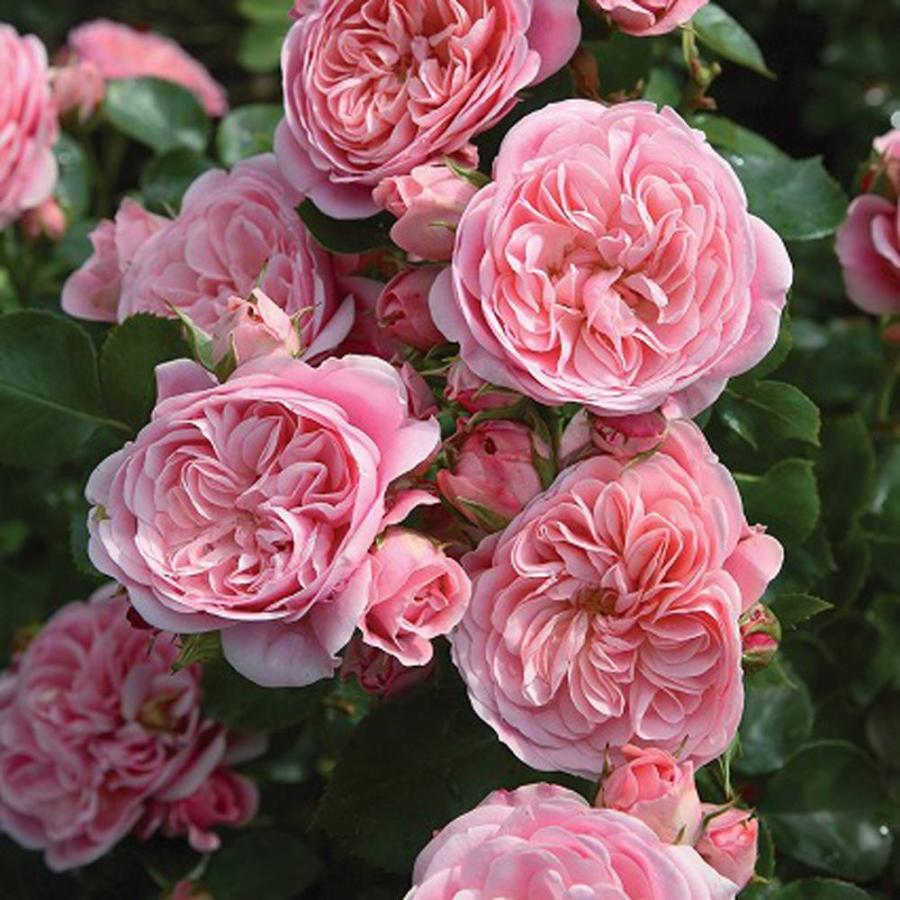 四季咲きバラ苗 バイランド 2年生大苗 登録品種・品種登録 予約販売12