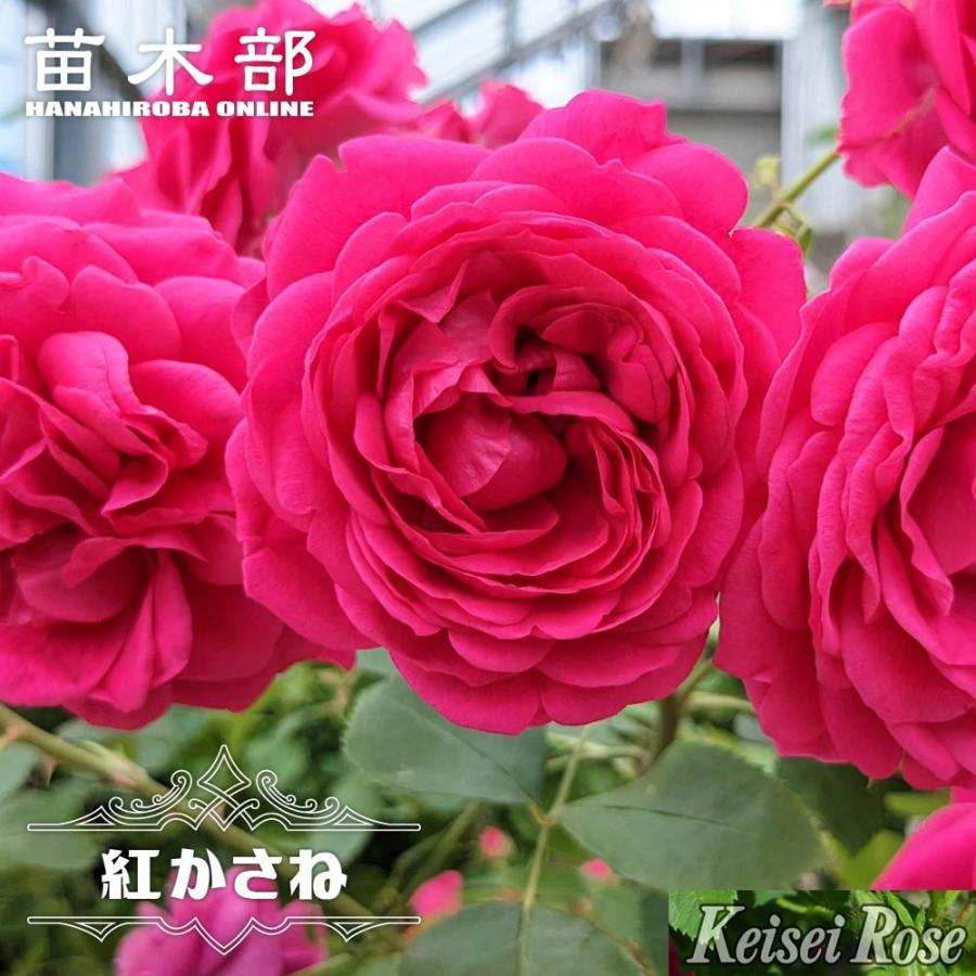 四季咲きバラ苗 紅かさね 2年生大苗 登録品種・品種登録 爆買 : 苗木部