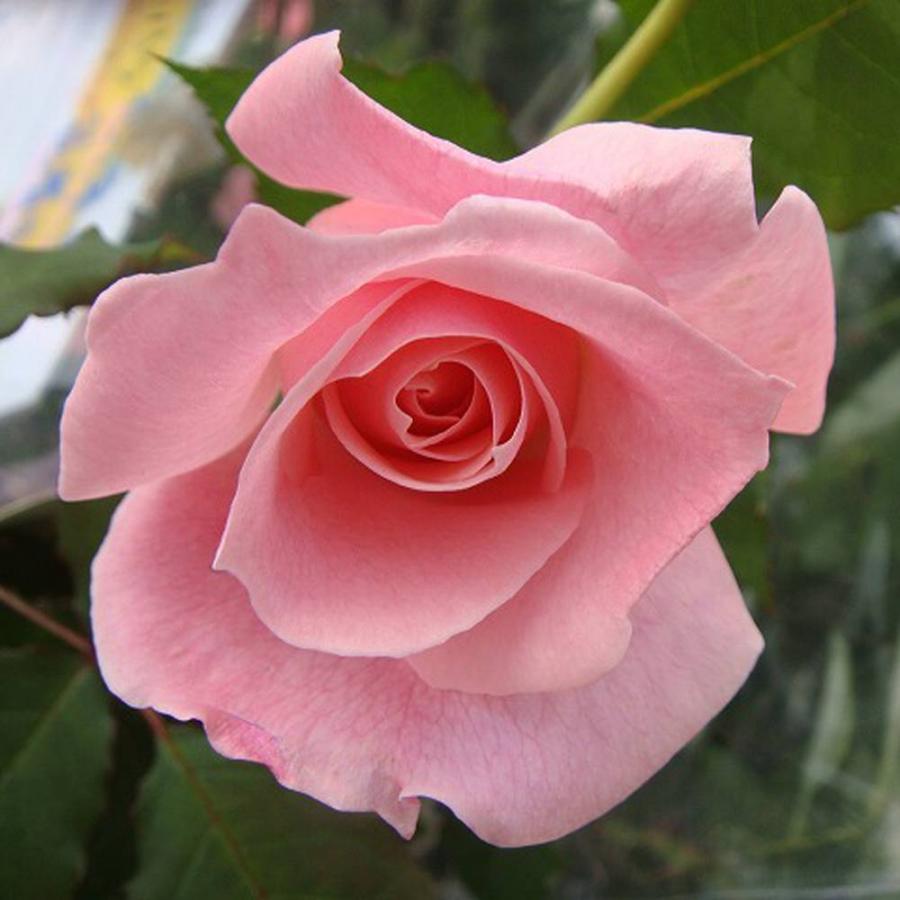 バラ苗 ブライダルピンク 大苗 木立バラ 四季咲き ピンク バラ 苗 木立 強健 バラ苗木 予約販売12 翌1月頃入荷予定 Rose Fl Buraidarupinku 苗木部 花ひろばオンライン 通販 Yahoo ショッピング