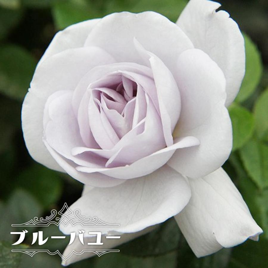 バラ苗 ブルーバユー 1年生 新苗 木立バラ Fl 四季咲き 青紫色 トゲが少ない バラ 苗 Rose Fl Buru Bayu 1 苗木部 花ひろばオンライン 通販 Yahoo ショッピング