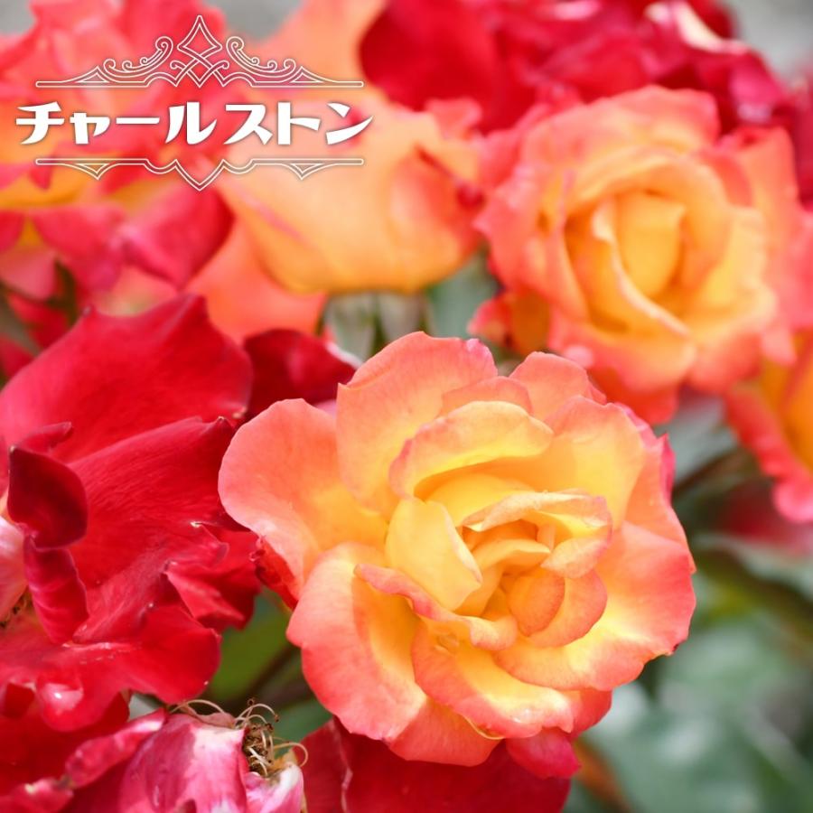 四季咲きバラ苗 チャールストン 2年生大苗 爆買いweek : 苗木部 花