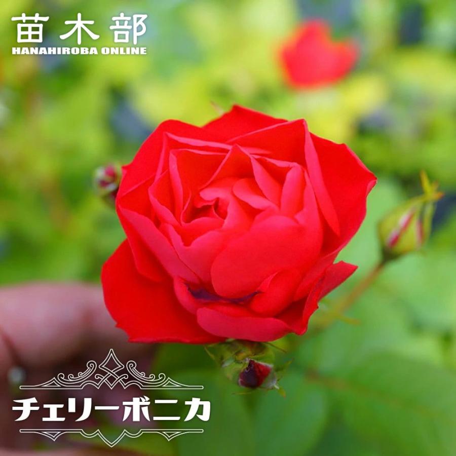 四季咲きバラ苗 チェリーボニカ 2年生大苗 : 苗木部 花ひろば