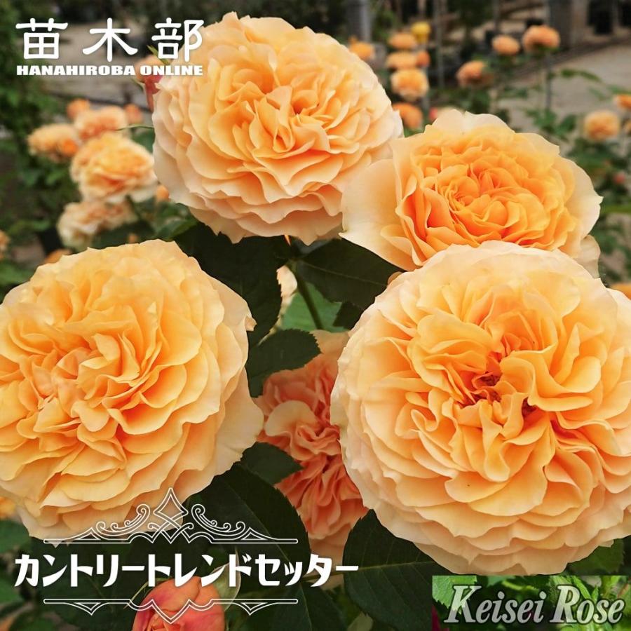 四季咲きバラ苗 カントリートレンドセッター 2年生大苗 登録品種・品種