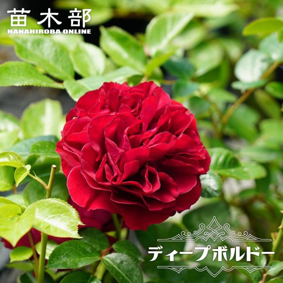 四季咲き 木立バラディープボルドー2年生大苗 予約販売12月 翌年1月中に順次入荷 Rose Fl Dhi Puburudo 02 苗木部 花ひろばオンライン 通販 Yahoo ショッピング