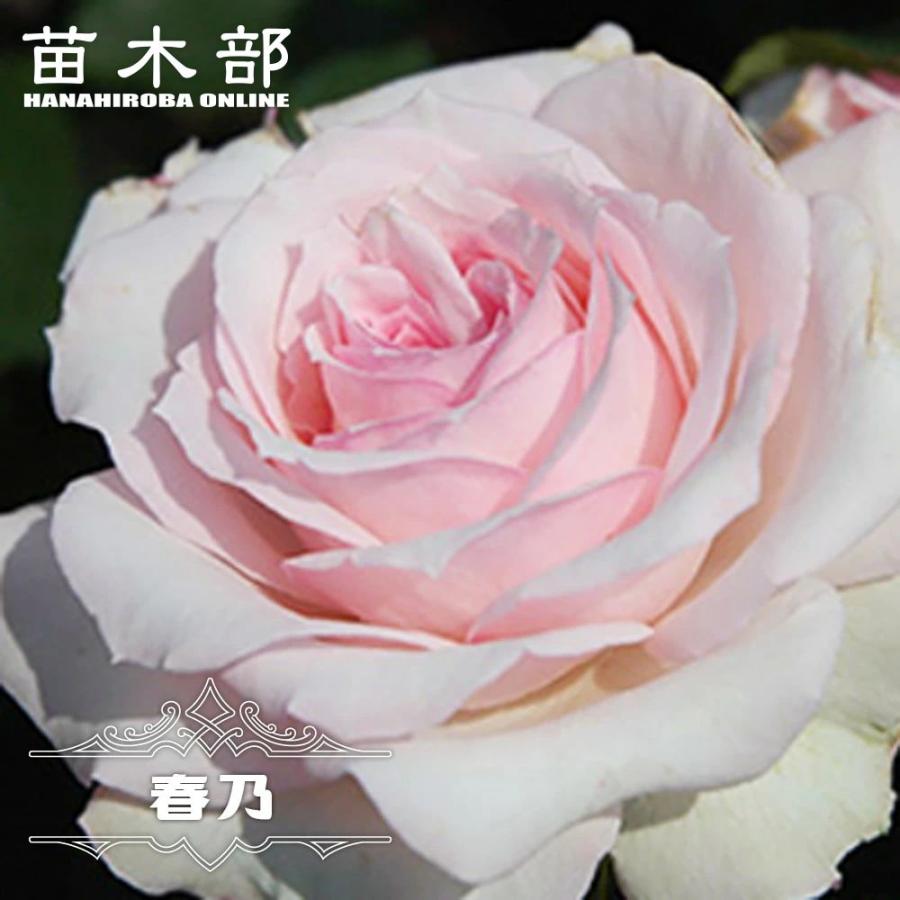 四季咲きバラ苗 春乃 (はるの) 2年生大苗 : 苗木部 花ひろばオンライン - 通販 - Yahoo!ショッピング