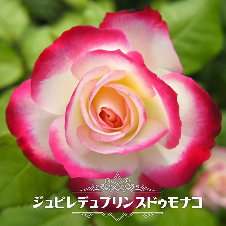 四季咲きバラ苗 ジュビレデュプリンスドゥモナコ 2年生大苗 四季咲きバラ苗 ジュビレデュプリンスドゥモナコ 2年生大苗