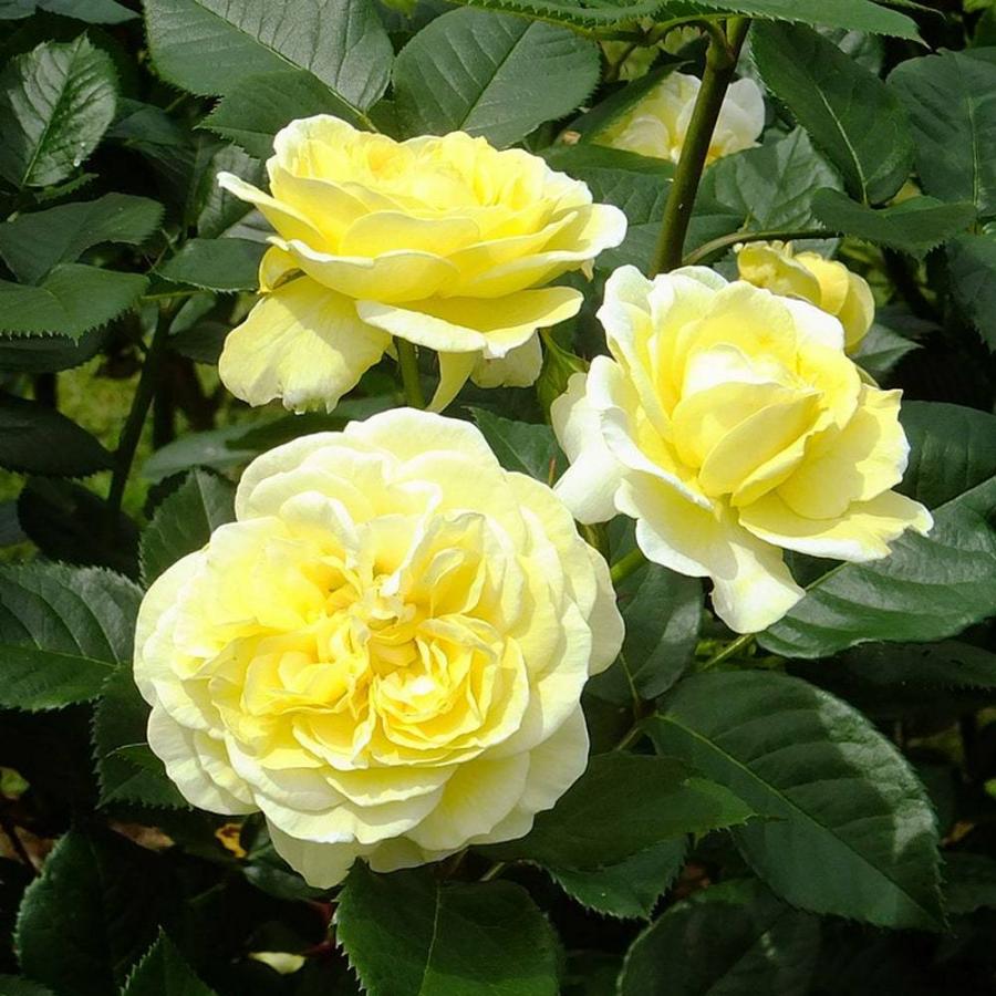 バラ苗 カールプロベルガー 大苗 木立バラ 初心者に超おすすめ 四季咲き 黄色 強健 バラ 苗 Rose Fl Ka Rupuroberuga 苗木部 花ひろばオンライン 通販 Yahoo ショッピング