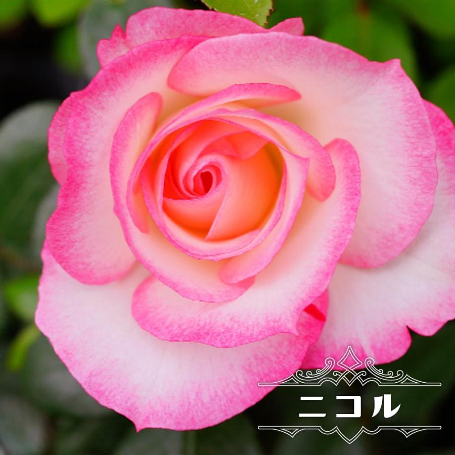 バラ苗 ニコル 1年生 新苗 木立バラ Fl 四季咲き 複色 バラ 苗 Rose Fl Nikoru 1 苗木部 花ひろばオンライン 通販 Yahoo ショッピング