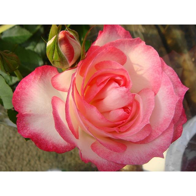 四季咲きバラ苗 ニコル 1年生 新苗 : 苗木部 花ひろばオンライン