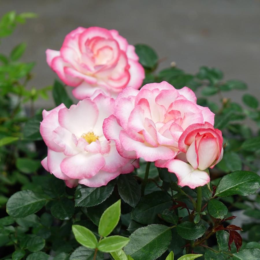 四季咲きバラ苗 ニコル 1年生 新苗 : 苗木部 花ひろばオンライン
