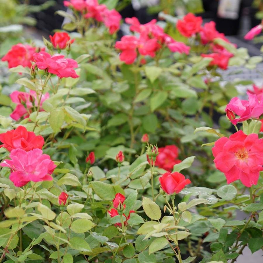 バラ苗 ノックアウト 大苗 木立バラ 初心者に超おすすめ 四季咲き 赤色 バラ 苗 木立 ティー系 予約販売12 翌1月頃入荷予定 Rose Fl Nokkuauto 苗木部 花ひろばオンライン 通販 Yahoo ショッピング