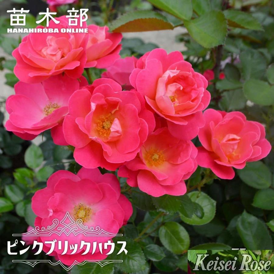 ピンクハウス  バラ柄タブリエ ピンク系花びらフリルタブリエ - ピンクハウス通販｜リサイクル