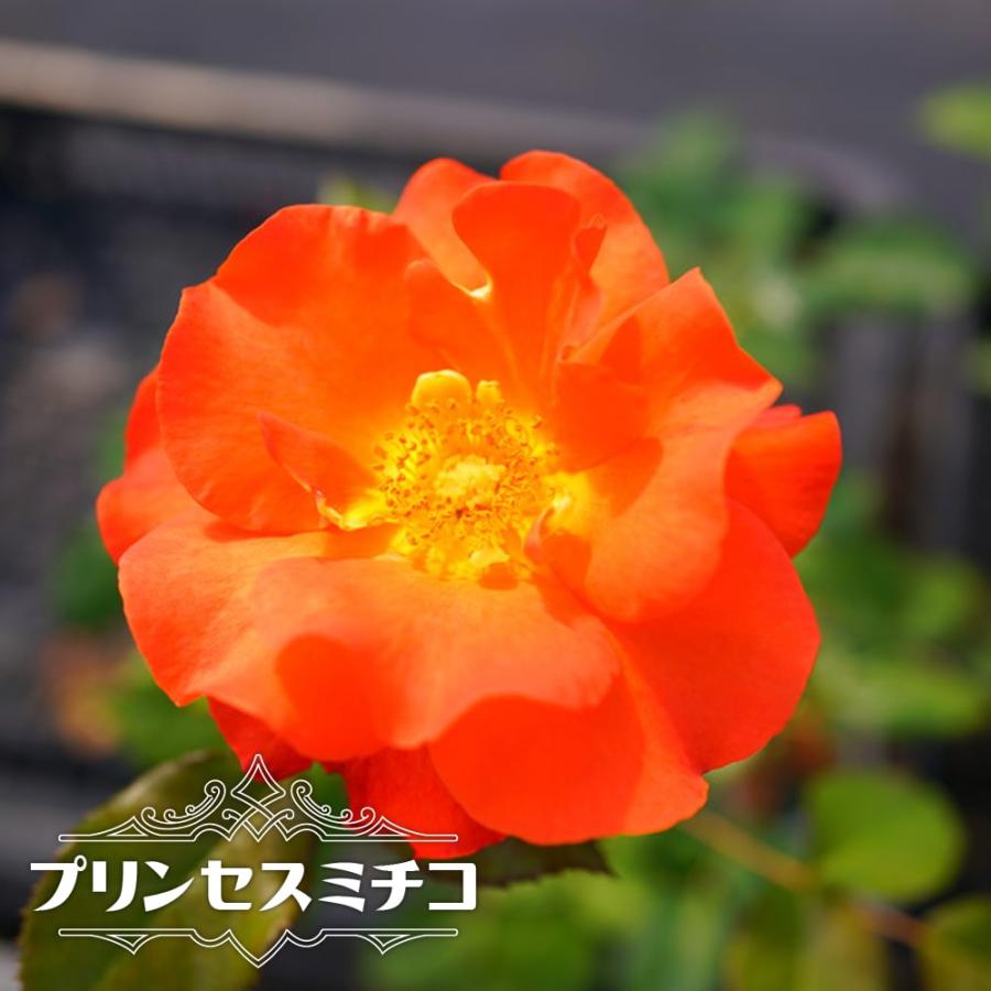 四季咲きバラ苗 プリンセスミチコ 1年生 新苗 : 苗木部 花ひろば