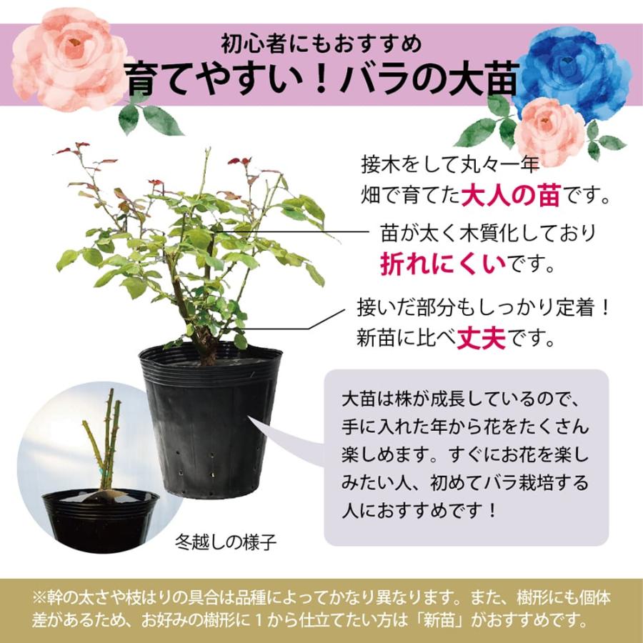 バラ苗(入手困難廃盤品種) 超激レア種 接ぎ木大苗 バラ苗 レッドレオナルドダビンチ 大苗 木立バラ 四季咲き 赤色 強健