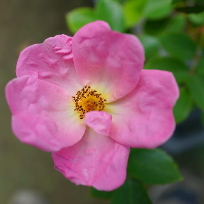 バラ苗 レインボーノックアウト 大苗 木立バラ 四季咲き 複色 強健 バラ 苗 Rose Fl Reinbo Nokku 苗木部 花ひろばオンライン 通販 Yahoo ショッピング
