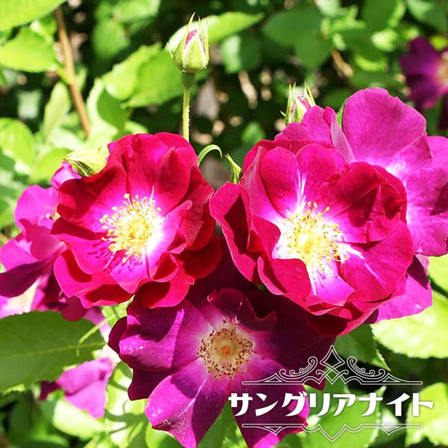 四季咲きバラ苗 サングリアナイト 2年生大苗 : 苗木部 花ひろば