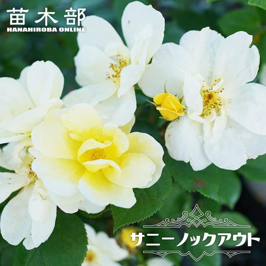 四季咲きバラ苗 サニーノックアウト 2年生大苗 6号ポット 予約販売12月