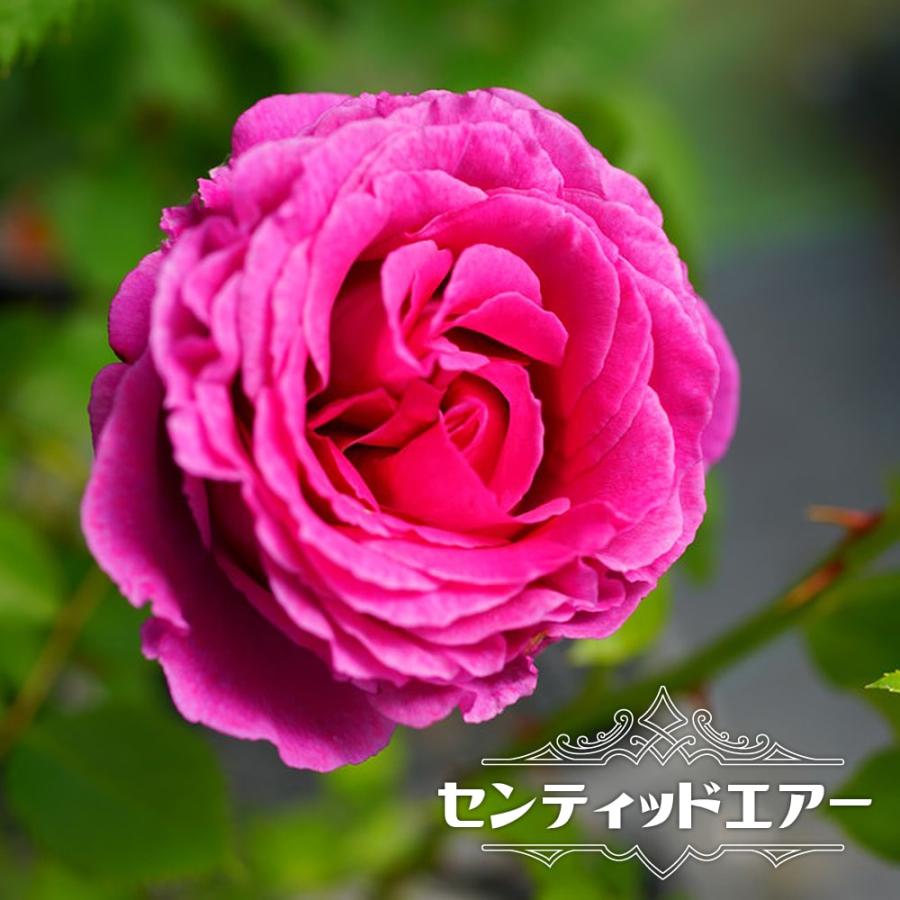 バラ苗 センティッドエアー 大苗 木立バラ Fl トゲが少ない 四季咲き ピンク 強香 バラ 苗 予約販売12月 翌1月頃入荷予定 Rose Fl Senteddoea 苗木部 花ひろばオンライン 通販 Yahoo ショッピング