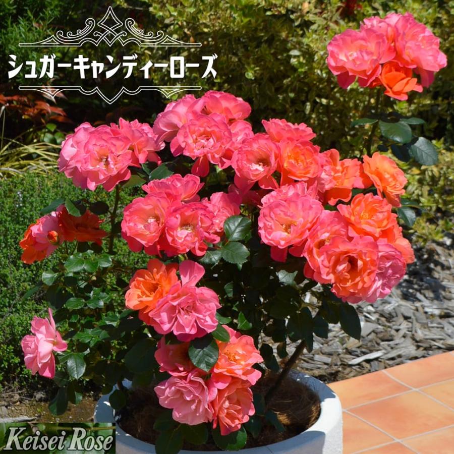 四季咲きバラ苗 シュガーキャンディーローズ （FL） 2年生大苗 登録