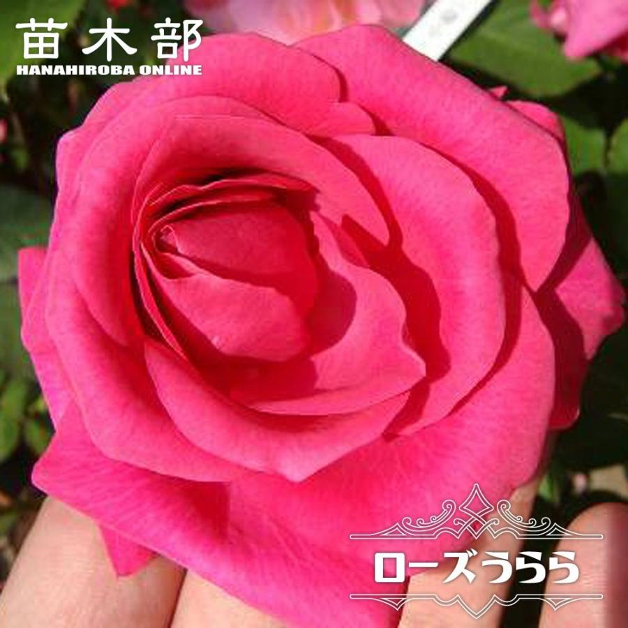 四季咲き バラ苗 ローズうらら 2年生大苗 爆買いweek : 苗木部 花